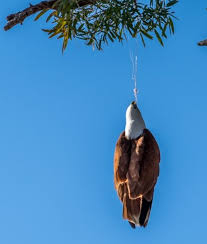 A report for the environment agency estimated that we and other groups attend around 3,000 swans injured by fishing litter in britain each year. Brahminy Kite Rescue Australian Wildlife Wildlife Rspca Queensland