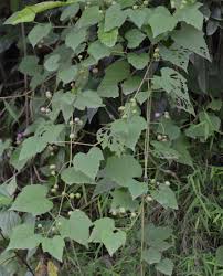 Image result for Vitaceae