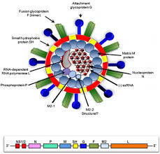 Rsv is a common respiratory virus. Hurdles In Vaccine Development Against Respiratory Syncytial Virus Intechopen