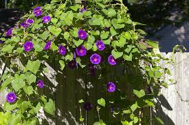 We did not find results for: Hd Wallpaper Purple Petaled Flowers On Wooden Fence Morning Glory Garden Wallpaper Flare