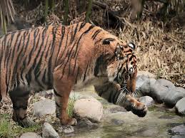 Buin zoo is the second largest zoo in chile.retouch: Excursion A Buin Zoo 2021 Tu Experiencia