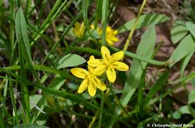 Image result for Hypoxis nyasica