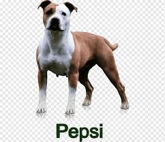 Maybe you would like to learn more about one of these? Dog Breed American Staffordshire Terrier American Pit Bull Terrier Staffordshire Bull Terrier Bull And Terrier Others Carnivoran Dog Like Mammal Dog Breed Png Pngwing