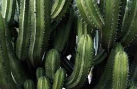 Here are some of the survival tactics that help determine how long can a cactus live without most plants open their stomata during the day to allow the intake of sunlight and uptake of carbon dioxide which helps in photosynthesis. How Long Do Cactus Live Gardening Brain