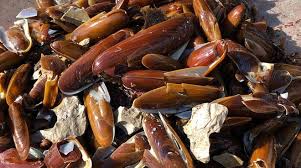 Il dattero di mare è un mollusco bivalve che allo stato larvale si insedia nel substrato roccioso, per lo più calcareo e secrezione dopo secrezione si crea nella roccia lo spazio che lo ospita, spazio dal quale porta all'esterno i sifoni. Tra Castellammare Di Stabia E Penisola Sorrentina Indagati Per Ricettazione Circa Mille Consumatori Di Datteri Di Mare Positanonews