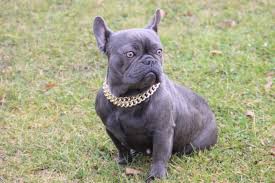 French Bulldog Ankara - Home | Facebook