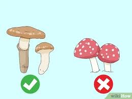 how to identify edible mushrooms with pictures wikihow