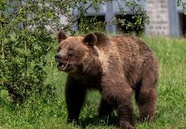 Image result for Lelya