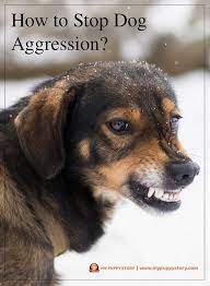 How To Stop Dog Aggression My Puppy Story Aggression Refers To Different Types Of Behavior And There Aggressive Dog Dog Training Dog Training Aggression