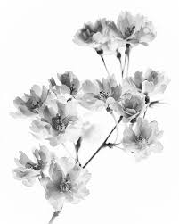 Black And White Cherry Blossom Thigh Tattoo Cherry Blossom Black And White White Flower Tattoos Xray Flower Black And White Flower Tattoo