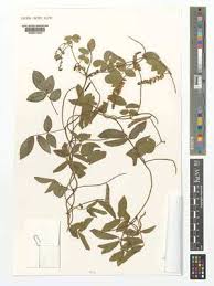 Image result for Ophrestia radicosa
