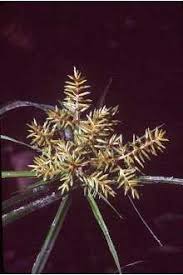 Image result for Cyperus sp.no.3