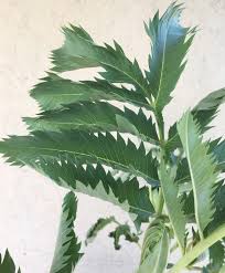Image result for Melianthus major