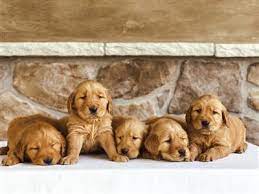 As a registered golden retriever breeder for over 30 years, our family prides itself on raising exceptional family pets. Golden Retriever Puppies And Dogs For Sale Pets Classifieds Syracuse Com