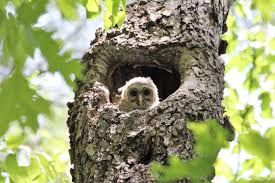 Nesting Habits Of Great Horned And Barred Owls The Old Farmer S Almanac Select from premium owls nest images of the highest quality. old farmer s almanac