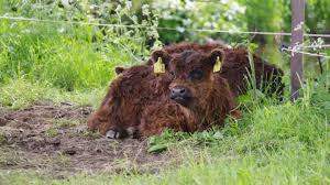 😍😍 sie hat sich auch gleich gut versteckt 😜. Galloways Gluckliche Rinder Essen Und Trinken