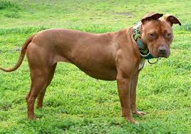 Cũng tìm hiểu về ngoại hình, tính cách của chó pitbull nhé. 11 Sá»± Tháº­t Vá» Cho Pitbull Má»¹ NgÆ°á»i Yeu Cho Nen Biáº¿t