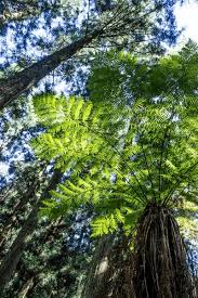 Image result for Cyathea capensis