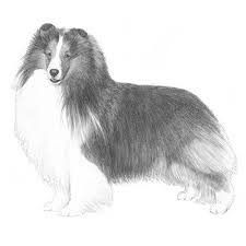 Shetland Sheepdog Dog Breed Information