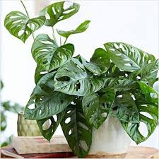 Buy Monstera Obliqua Plant Online From Nurserylive At Lowest Price Trees To Plant Monstera Obliqua Plants