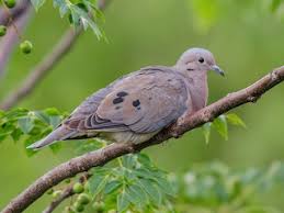 Image result for Ozoroa nitida