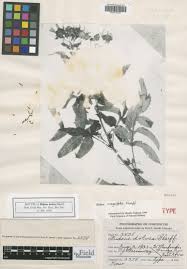 Image result for Bidens kilimandscharica