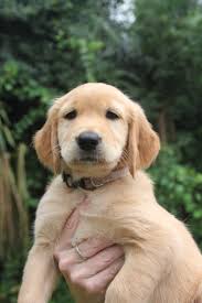 Browse thru our id verified puppy for sale listings to find your perfect puppy in your area. Golden Retriever Puppies For Sale Gainesville Fl 284264