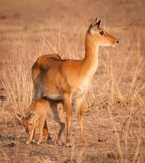 In mali and in the northern reaches of namibia. Animals In Namibia Namibian Animals Namibia For Kids Wildlife For Kids