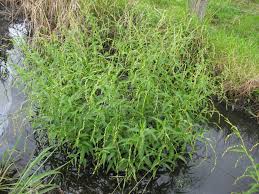Image result for Persicaria barbata