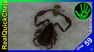 The breeding season for the japanese spider crab takes place during the spring. Bug With Crab Like Claws Pseudoscorpion Vlog 59 Youtube