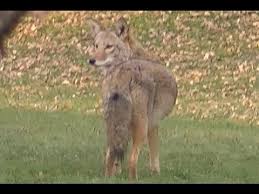 Coyote In My Backyard Youtube