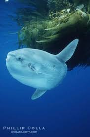 Aquarium Depot Stock Photograph Natural History Ocean