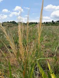 Image result for Loudetia simplex