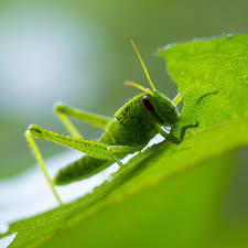 Check spelling or type a new query. The Difference Between Grasshoppers And Crickets