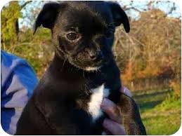 See more of chihuahua pug mix puppies on facebook. North Wilkesboro Nc Chihuahua Meet Pug Pups A Pet For Adoption