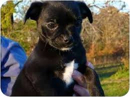 Our chihuahua puppies for sale in north carolina are bred for health & temperament. North Wilkesboro Nc Chihuahua Meet Pug Pups A Pet For Adoption