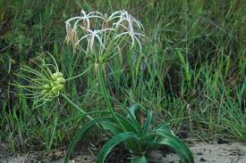 Image result for Crinum subcernuum