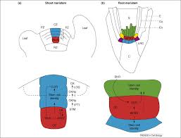 Under high magnification, students can differentiate betweenclosed and open stomata. Connecting The Paths In Plant Stem Cell Regulation Trends In Cell Biology