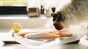 My own dog has become insufferably demanding since i spoiled him as a youngster. Can Cats Eat Salmon Daily Paws