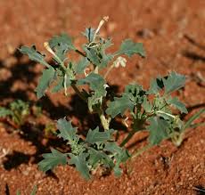 Image result for Chascanum pumilum