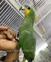 Make sure this fits by entering your model number. 77 Angry Birds Bd Pet Shop Ideas In 2021 Pet Shop Angry Birds Birds