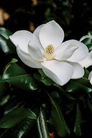 Blooming Where You Are Planted Beautiful Flowers Magnolia Flower Flowers Photography