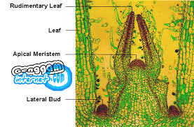 Jaringan Meristem Png 1 388 913 Piksel