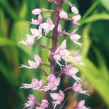 Image result for Stenoglottis