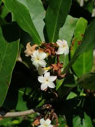 Image result for Mascarenhasia