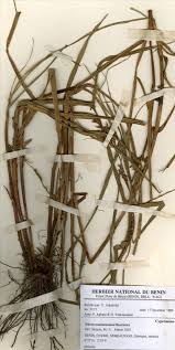 Image result for Scleria melanotricha