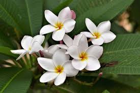 When you know how to care for champa plants, you will be rewarded with many years of lovely fragrant flowers. Growing Plumeria Champa Frangipani At Home Gardening Tips