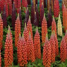 Pin By Katherine Schumm On Flowers Lupine Flowers Night Blooming Flowers Flowers