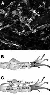Cell migration and neuronal differentiation: signaling programs in space  and time