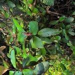 Image result for Stipularia africana